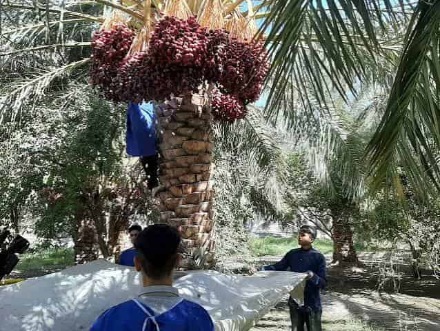 تصویر 1 از خرما مضافتی خوشه ای مرغوب با فرم طبیعی و ظاهر جذاب